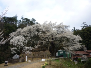 大平桜
