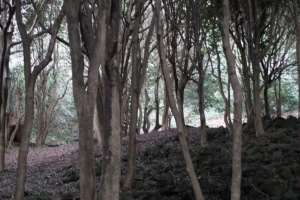椿の林