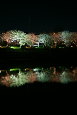 夜桜２