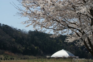 桜ドームの桜
