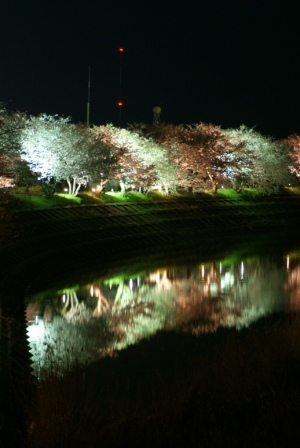 夜桜６