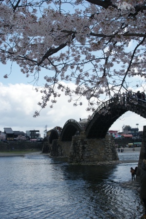 錦帯橋と桜２