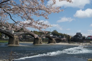 錦帯橋と桜３