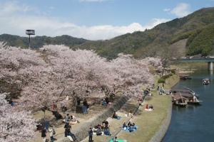 錦帯橋から見た桜