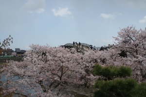 錦帯橋と桜７