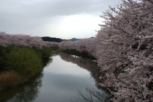 大田の桜
