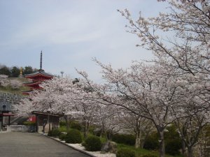 五重塔の桜