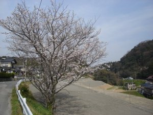 近くの桜