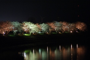 桜（ライトアップ）