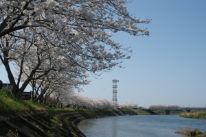 益田川沿いの桜１
