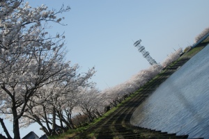 益田川沿いの桜２