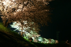 夜桜３