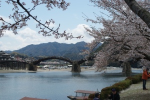 錦帯橋の桜１