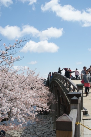 錦帯橋と桜４