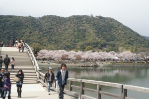 錦帯橋と桜５