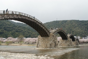 錦帯橋と桜６