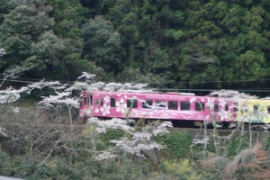 錦川清流鉄道と桜１
