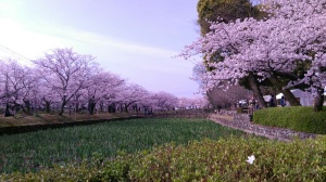 大村公園の桜